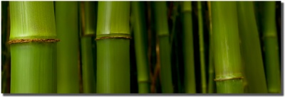 "Bamboo" in Kipahulu Hana by Shayla Middleton Bamboo