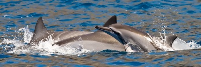 Joyful Dolphins