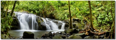 Jungle Falls