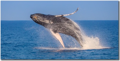 "Sunlit Breach" Humpback whale breaching photo