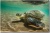 Cruisingtheshallows 1024shadow 2by3