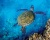 Honublue